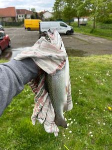 Rainbow Trout