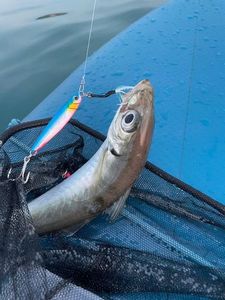 Mediterranean Horse Mackerel