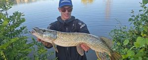 Northern Pike