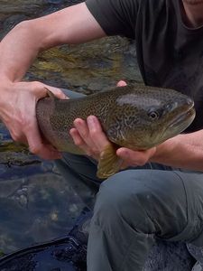 Marble Trout