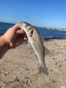 European Bass (Seabass)