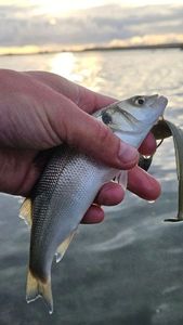 European Bass (Seabass)
