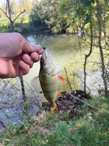European Perch