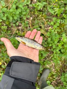 Brown Trout