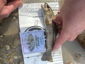 Brown Trout