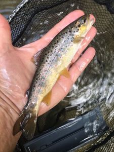 Brown Trout