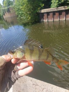 European Perch