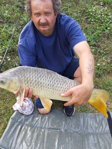 Common Carp
