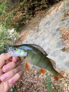 European Perch