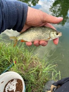 Roach