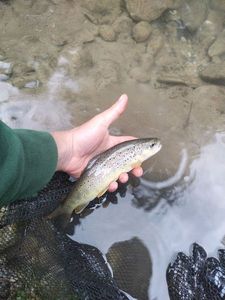 Brown Trout