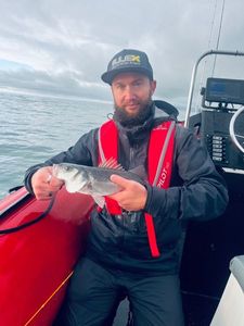 European Bass (Seabass)