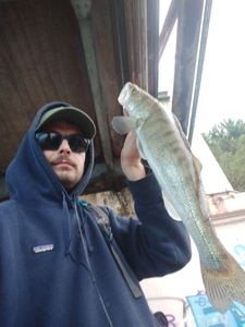 Zander