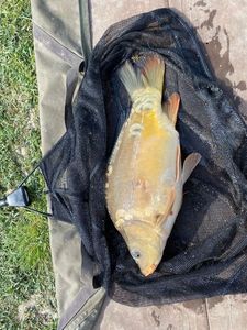 Mirror Carp
