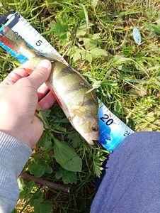 European Perch