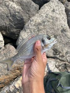 Gilthead Seabream
