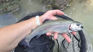 Rainbow Trout