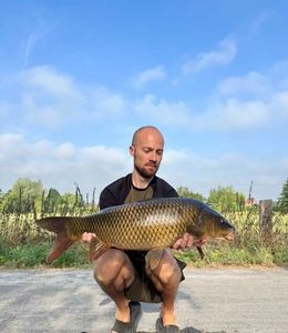 Common Carp