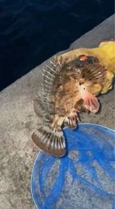 Brown Scorpionfish