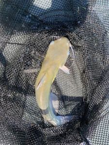 Black Bullhead
