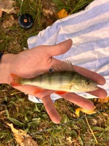European Perch