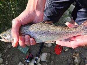 Rainbow Trout