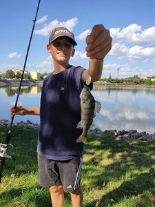 European Perch