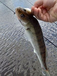Zander