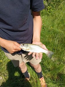 Largemouth Bass