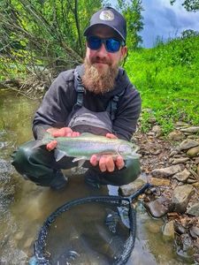 Rainbow Trout