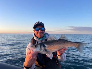 European Bass (Seabass)