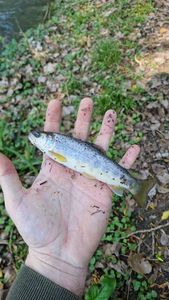 Brown Trout
