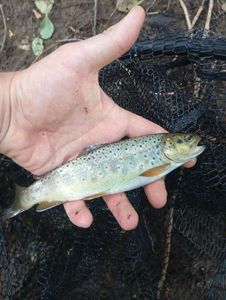 Brown Trout