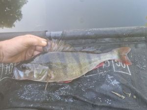 European Perch
