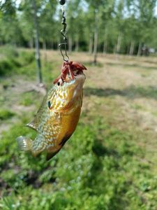 Green Sunfish
