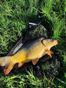 Mirror Carp