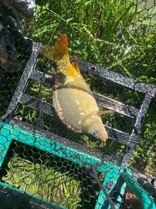 Mirror Carp