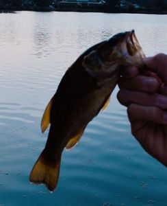 Largemouth Bass