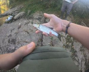 Chub