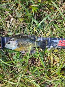 Bluegill