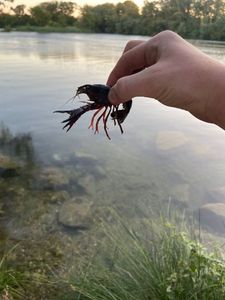 Spinycheek Crayfish