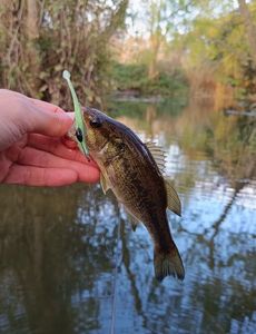 Largemouth Bass