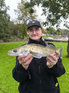 Zander