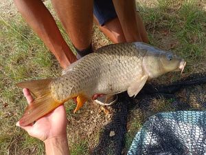 Common Carp