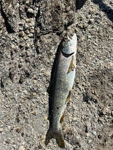 Lake Trout
