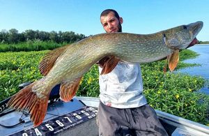 Northern Pike