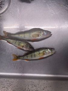 European Perch