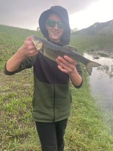 Chub