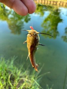 Black Bullhead
