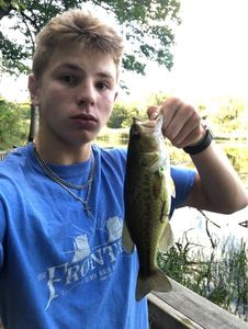 Largemouth Bass